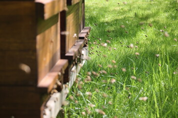 Swarms of bees at the hive entrance in a heavily populated honey bee, flying around in the spring air