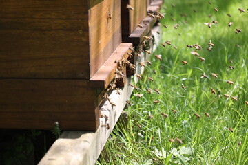 Swarms of bees at the hive entrance in a heavily populated honey bee, flying around in the spring air