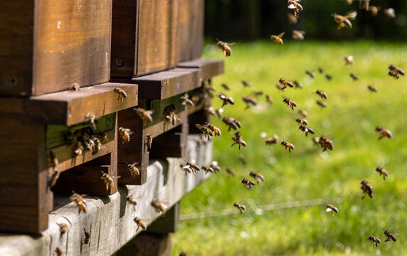 Swarms of bees at the hive entrance in a heavily populated honey bee, flying around in the spring air