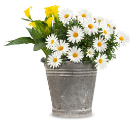 Daisies blooming plant in a metal vintage bucket. Spring, gardening and flowers gift concept or...
