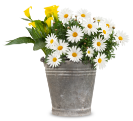 Daisies blooming plant in a metal vintage bucket. Spring, gardening and flowers gift concept or florist shop. Front view of daisy pot isolated on white background.