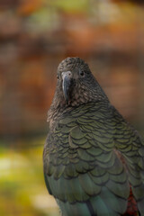 Tierfotografie