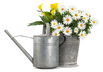 Daisies blooming plant in a metal vintage bucket and watering can. Spring, gardening and flowers gift concept or florist shop. Front view of daisy pot and watering can isolated on white background. - Powered by Adobe