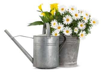 Daisies blooming plant in a metal vintage bucket and watering can. Spring, gardening and flowers gift concept or florist shop. Front view of daisy pot and watering can isolated on white background.