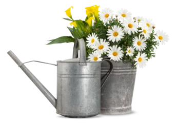 Fototapeten Daisies blooming plant in a metal vintage bucket and watering can. Spring, gardening and flowers gift concept or florist shop. Front view of daisy pot and watering can isolated on white background. © amedeoemaja