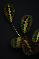 Makrofotografie
Blumen
Blüten
Botanik
Pflanzenporträts
Blattwerk
Frühlingsblumen
Herbstlaub
Sommerwiesen
Wildblumen
Grünpflanzen
Moos
Baumrinden
Knospen
Blütenknospen
Farbenpracht
Waldlandschaft
Blühe