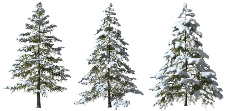 Winter trees pine snow frosted cover cutout 3d rendering png file