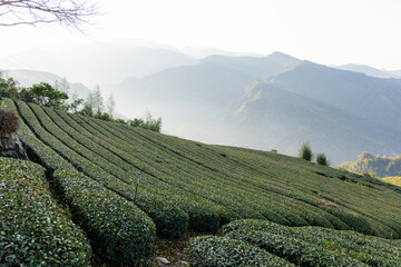 Fototapeta premium Tea field in Shizhuo Trails at Alishan of Taiwan