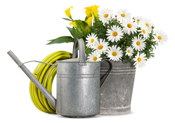 Daisies blooming plant in metal vintage bucket, watering can and hose. Spring time, flowers and...