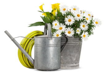 Daisies blooming plant in metal vintage bucket, watering can and hose. Spring time, flowers and gardening work concept or florist shop. Front view isolated on white background