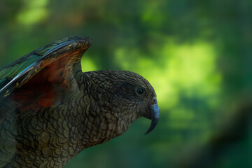 Vogel in der Nestpflege