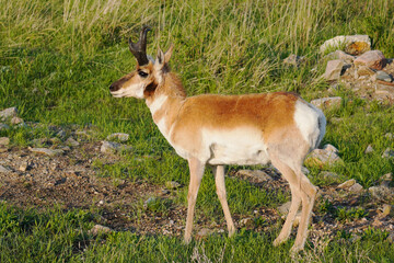 Pronghorn Antelope in Custer State Park in South Dakota