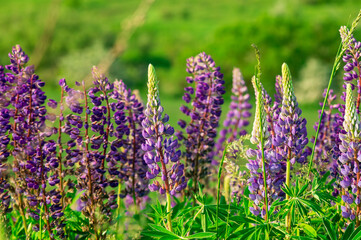 Obraz premium Bright steppe flowers lupins on a spring bright day