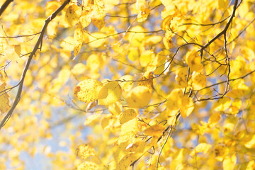 yellow leaves on the tree in autumn.