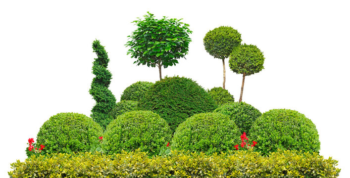 composition de buis taill&eacute;s	