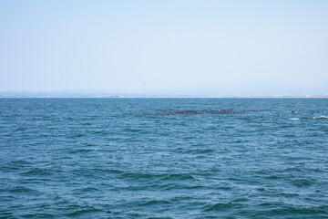 Fototapeta na wymiar Ocean view in Monterey, California