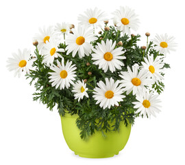Daisies Blooming plant in a green plastic pot. Front view of daisy flower isolated on white background. Spring, gardening and flowers gift icon, florist shop and shopping online