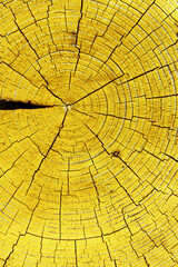Slice of wood timber with rings and cracks as natural pattern, yellow abstract nature background....