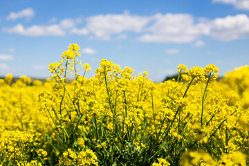 Beautiful yellow rapeseed field with a beautiful blue sky. Biofuel concept. Blur, place for an inscription.