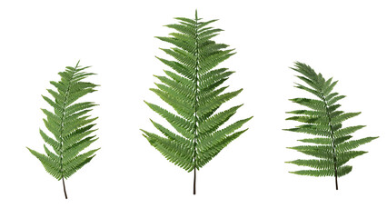 4k Tropical Summer Plant PNG leaves natural Fern 3 different models