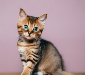 cute little brown tabby cat animal, pet, sitting studio Generative AI