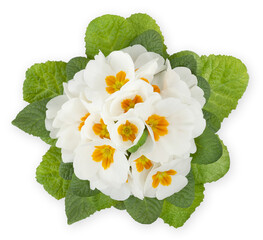 Spring time blossom of white primroses flowers in pot, top view close up isolated on white background - obrazy, fototapety, plakaty