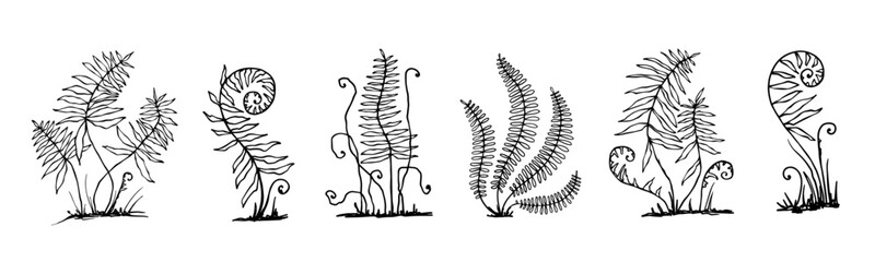 Set of linear sketches of forest fern leaves.Vector graphics. © Катерина Якубович