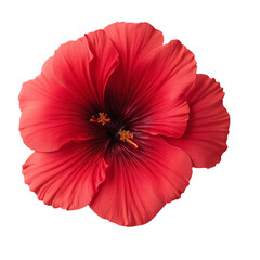 single isolated blooming red hibiscus flower head on transparent background, generative AI