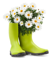 Daisies Blooming plant in green rubber boots. Springtime and gardening concept or florist shop and...