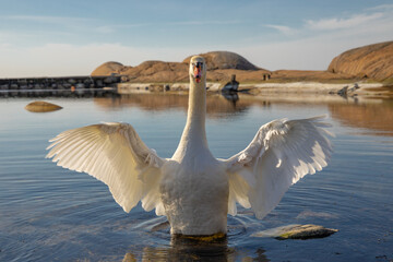 The Angry Swan 1 © Zoltan