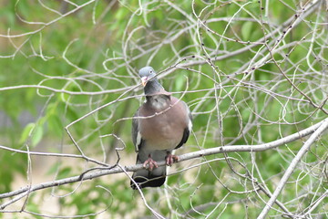 Pigeon going back and forth to the same tree to pick twigs. It´s time to make the nest