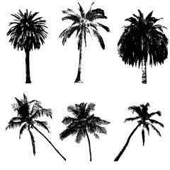 palm collection, vector illustration for your design