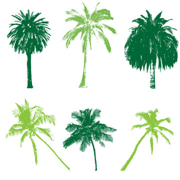 palm collection, vector illustration for your design