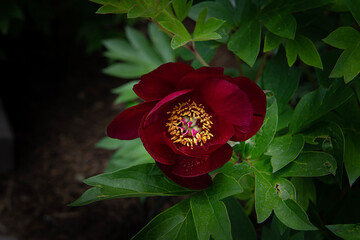 Deep red peonies flower