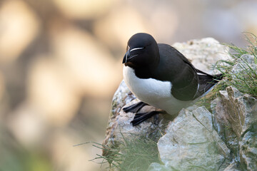 Razorbill on the cliff edge