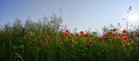 panoramic view of a rap seed field with red poppies and blue sky