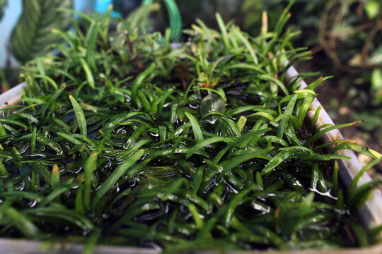 Sagittaria subulata aquatic plant with fresh green leaves, thrives in waterlogged soil. This plant is popular among aquascape enthusiasts.