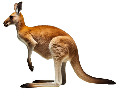 Kangaroo isolated on the transparent background PNG. AI generative.