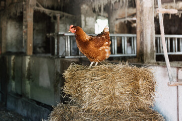 Ein Huhn im Stall steht auf Strohballen. Idyllische Szene ländlich.