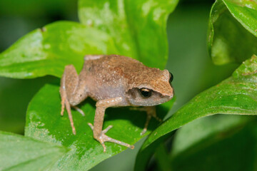 Bush squeaker (Arthroleptis wahlbergii)