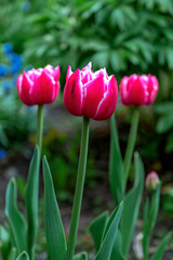 Fototapeta premium Spring tulips on a May evening in the forest