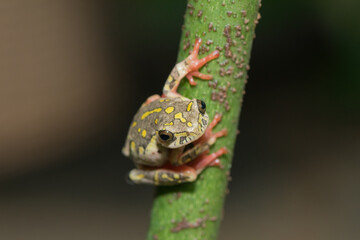 Painted reed frog, or marbled reed frog (Hyperolius marmoratus)