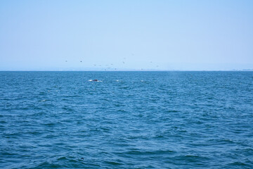 View from the whale watching tour in Monterey, California