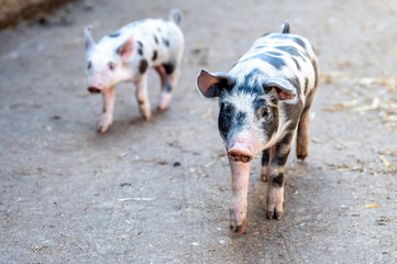 niedliche, gesunde Ferkel Aufzucht mit Sau beim säugen auf dem Bauernhof, bio, nachhaltig und...