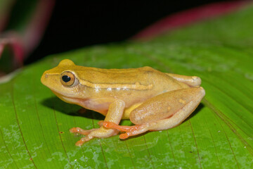 Yellow-striped Reed Frog (Hyperolius semidiscus)	