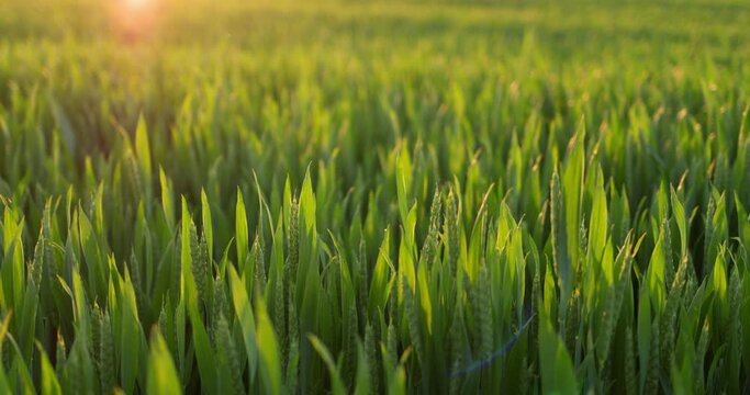 Seedlings of still green commercial wheat
