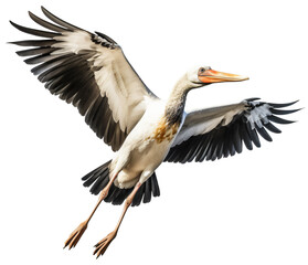 stork isolated on the transparent background PNG. AI generative.