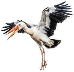 stork isolated on the transparent background PNG. AI generative.
