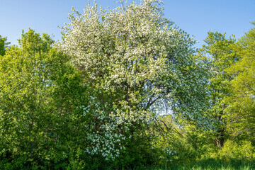 Fototapeta premium Crab Apple tree blossoming in Spring