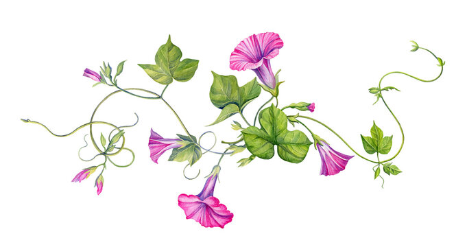 A composition of watercolor illustrations of pink convolvulus. Isolated. Handmade work.